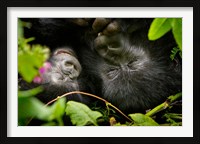 Framed Rwanda, Mountain Gorilla, Volcanoes NP