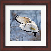 Framed Sacred Ibis bird, Northern Cape, South Africa
