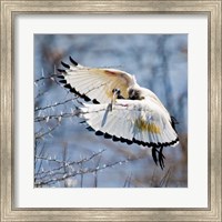Framed Sacred Ibis bird, Northern Cape, South Africa