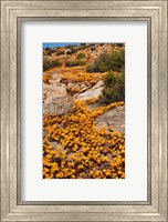 Framed South Namaqualand. Orange wildflower blossoms