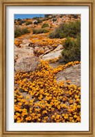 Framed South Namaqualand. Orange wildflower blossoms