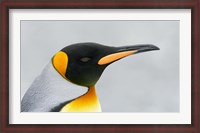 Framed South Georgia Island, King penguin head