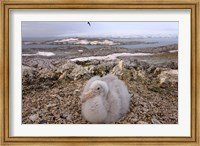 Framed Southern giant petrel bird, Antarctic Peninsula