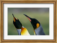 Framed South Georgia Island, Gold Bay, King penguins
