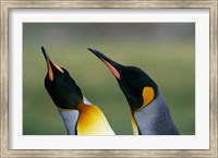 Framed South Georgia Island, Gold Bay, King penguins