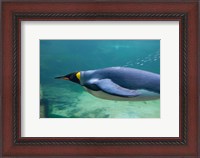 Framed South Africa, Cape Town, Aquarium King penguin