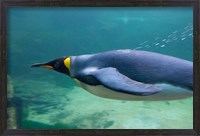 Framed South Africa, Cape Town, Aquarium King penguin