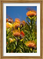 Framed South Africa, Cape Town, Orange pincushion flowers