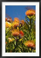 Framed South Africa, Cape Town, Orange pincushion flowers
