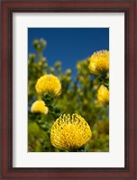 Framed South Africa, Cape Town, Yellow pincushion flowers