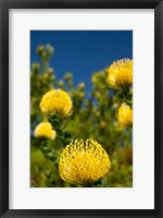 Framed South Africa, Cape Town, Yellow pincushion flowers