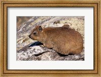 Framed South Africa, Cape Town, Rock Hyrax wildlife