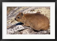 Framed South Africa, Cape Town, Rock Hyrax wildlife