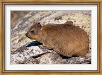 Framed South Africa, Cape Town, Rock Hyrax wildlife