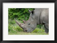 Framed South Africa, Game Reserve, African White Rhino