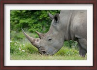 Framed South Africa, Game Reserve, African White Rhino