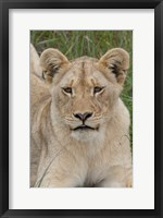 Framed South Africa, Inkwenkwezi GR, African lion cub