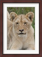Framed South Africa, Inkwenkwezi GR, African lion cub