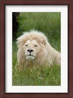 Framed South Africa, Inkwenkwezi Private GR, lion