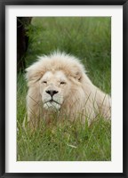 Framed South Africa, Inkwenkwezi Private GR, lion