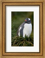 Framed South Georgia Island, Gentoo penguins, tussocks
