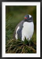 Framed South Georgia Island, Gentoo penguins, tussocks