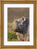 Framed South Port Elizabeth, Shamwari GR, Black rhinoceros