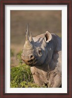 Framed South Port Elizabeth, Shamwari GR, Black rhinoceros