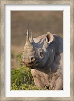 Framed South Port Elizabeth, Shamwari GR, Black rhinoceros