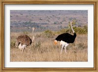 Framed South Africa, Kwandwe. Southern Ostriches in Kwandwe Game Reserve.