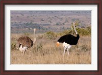 Framed South Africa, Kwandwe. Southern Ostriches in Kwandwe Game Reserve.