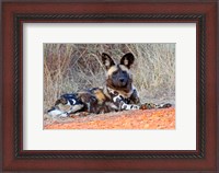 Framed South Africa, Madikwe Game Reserve, African Wild Dog