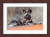 Framed South Africa, Madikwe Game Reserve, African Wild Dog