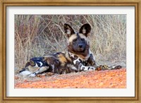 Framed South Africa, Madikwe Game Reserve, African Wild Dog