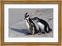 Framed Two African Penguins