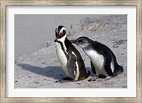 Framed Two African Penguins