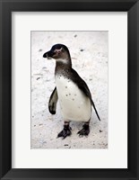 Framed African Penguin