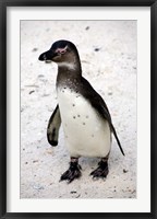 Framed African Penguin