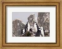 Framed South Georgia Island, Cooper Bay, Chinstrap penguins