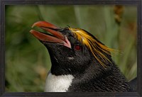 Framed South Georgia Island, Cooper Bay, Macaroni penguin