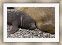 Framed South Georgia Island, Salisbury Plain, Elephant seals