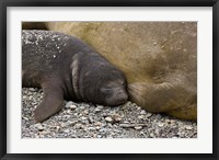 Framed South Georgia Island, Salisbury Plain, Elephant seals