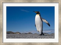 Framed Strutting King penguin