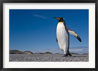 Framed Strutting King penguin