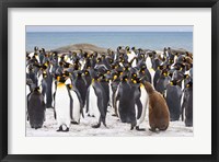 Framed Colony of King penguins