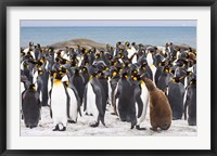 Framed Colony of King penguins