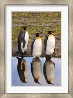 Framed King penguin reflections
