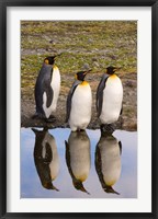 Framed King penguin reflections