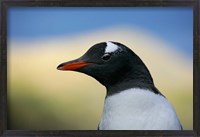 Framed South Georgia Island, Stromess Bay, Gentoo penguin
