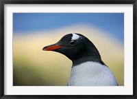 Framed South Georgia Island, Stromess Bay, Gentoo penguin